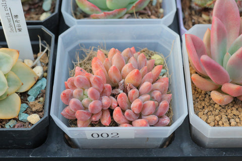 Pachyveria Red Angel's Finger 红蜻蜓