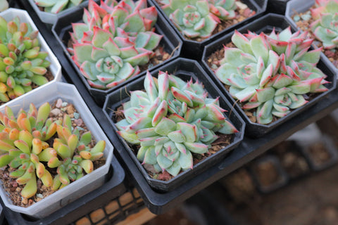 Echeveria cv 'Momotarou' 水蜜桃