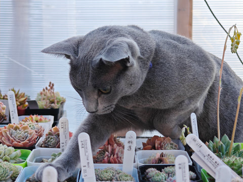 Greenhouse Visiting Appointment