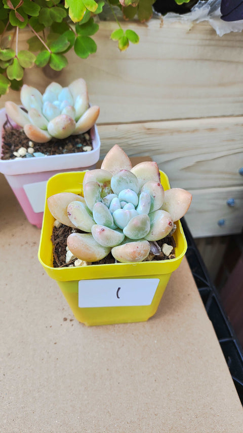 Pachyveria 'Elaine Reinelt' 香水