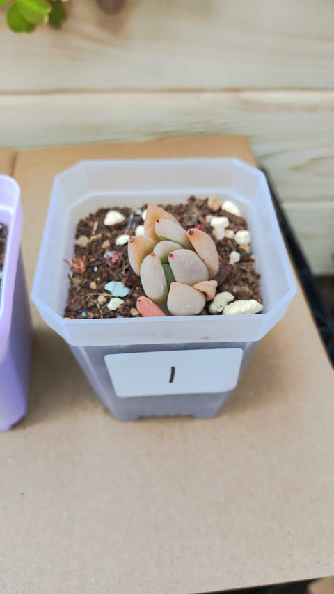 Graptoveria Ruby Donna 桃花源