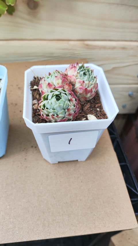 Echeveria 'Red hole' 朱砂痣