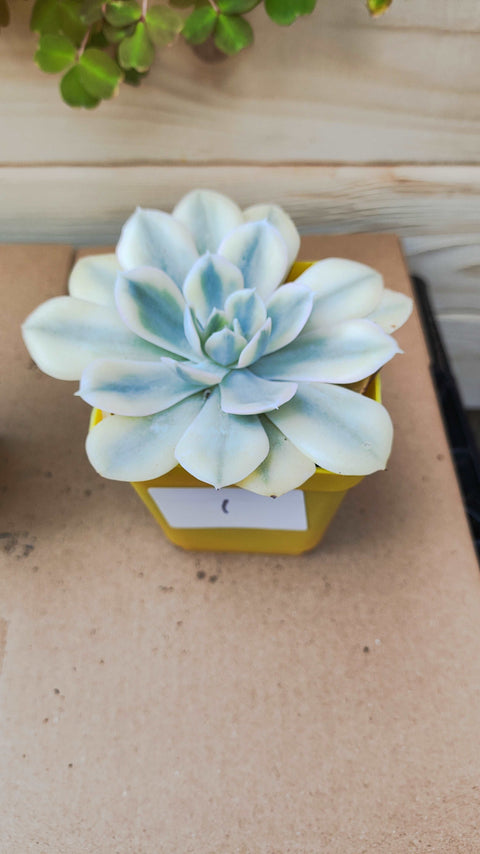 Echeveria ruyonii variegated 鲁氏锦