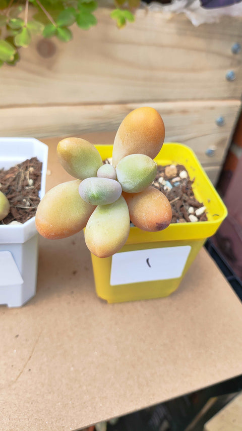Pachyphytum Captain Jessop 糖果美人
