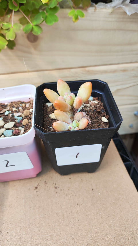 Pachyphytum garciae 苹果奶