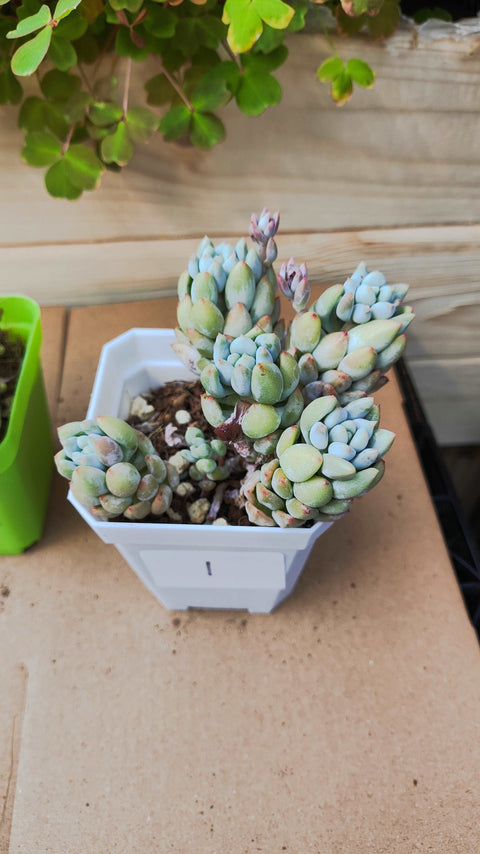 Pachyveria 'Crown Ball' 明珠