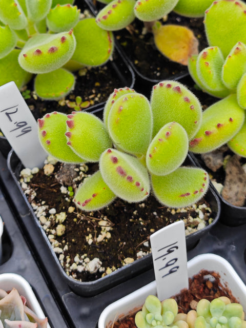 Cotyledon tomentosa 熊童子