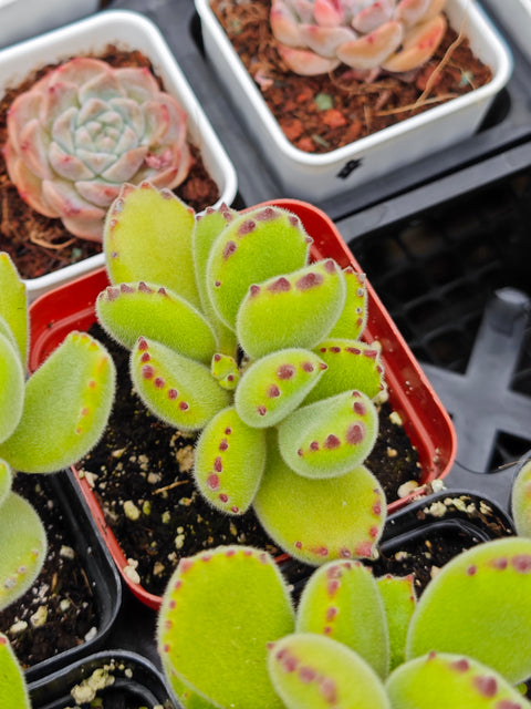 Cotyledon tomentosa 熊童子