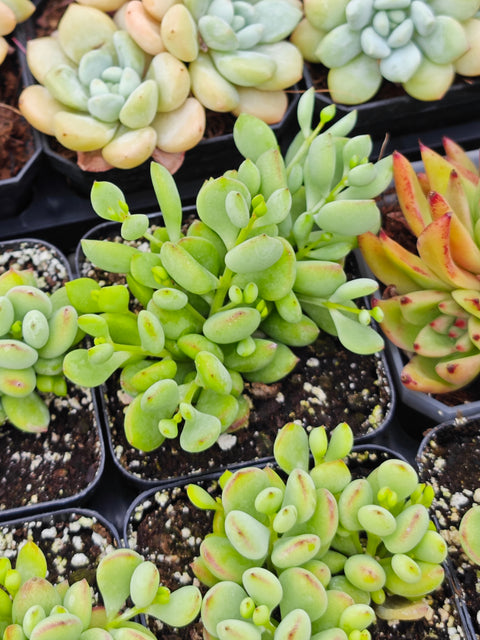 Cotyledon pendens 达摩福娘