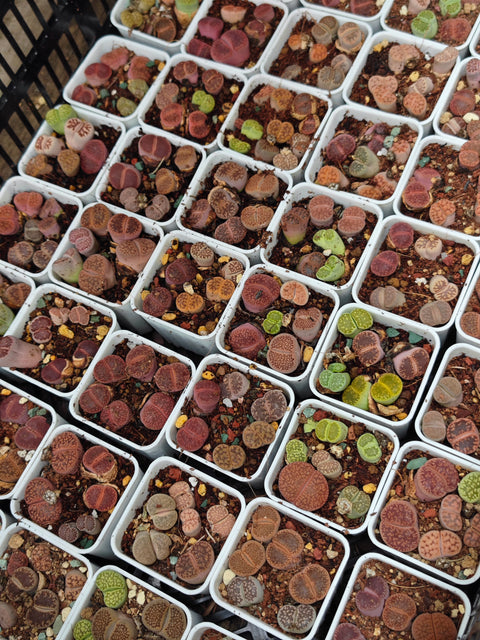 Lithops 生石花