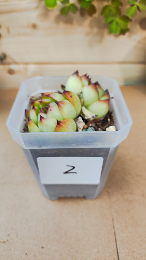 Echeveria 'Moon Stone' 月亮石