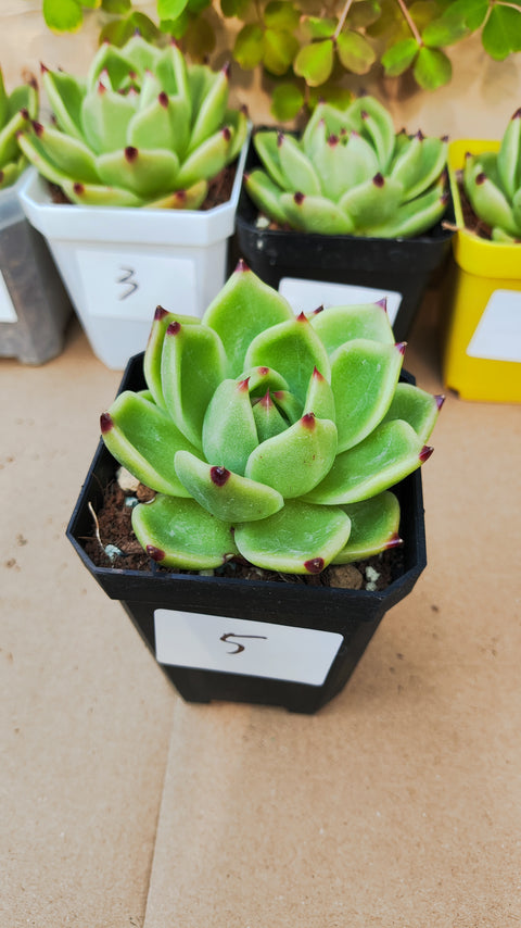 Echeveria Agavoides 'Blue Dragon' 蓝龙