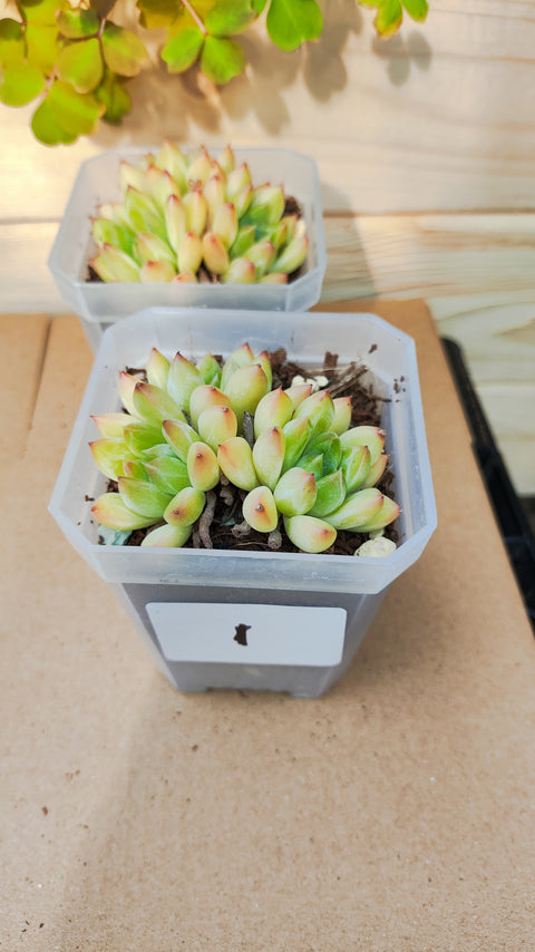 Echeveria Oracle 甲骨文