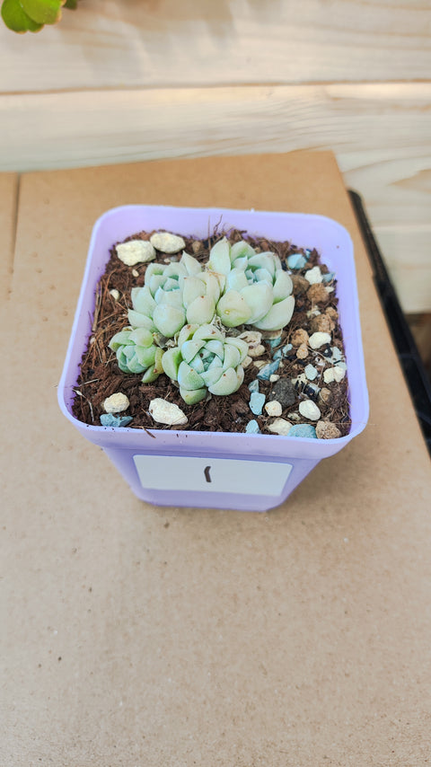 Echeveria Snow Queen 奶油美人