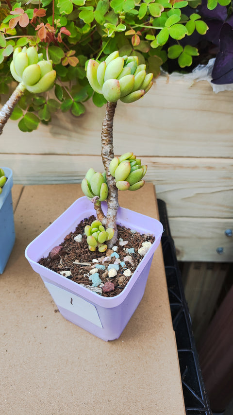 Sedum 'Alice Evans' 春萌