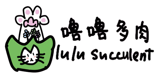 LuluSucculent