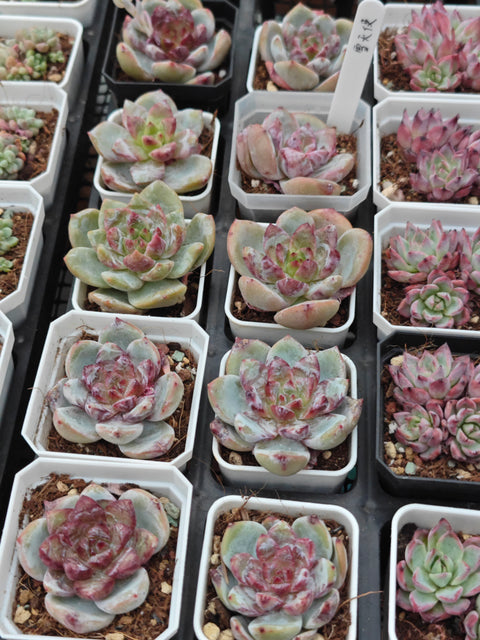 Echeveria 'Snow Angel' 雪天使