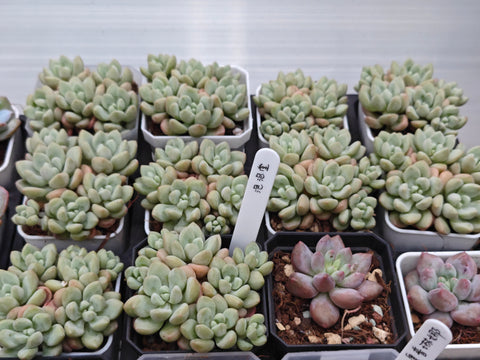 Pachyveria 'Bubble Candy' 泡泡糖