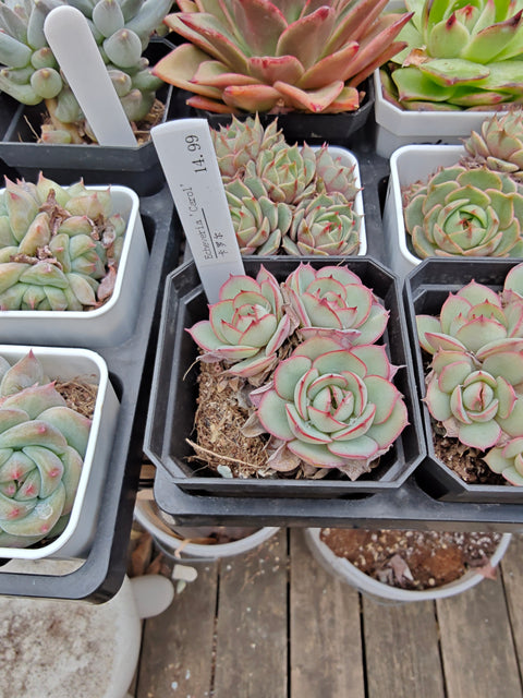 Echeveria 'Carol' 卡罗尔