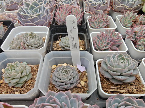 Echeveria Hyaliana 海琳娜