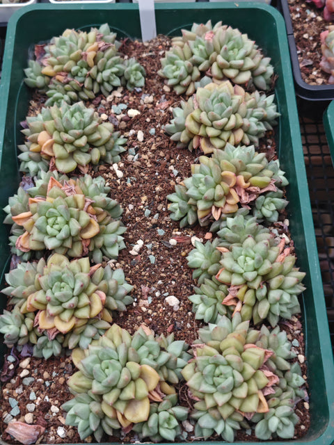 Echeveria 'J.C. Van Keppel' 黄金象牙
