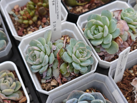 Echeveria Snowyan 雪颜