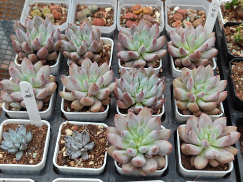 Pachyveria 'Angel's Finger' 所罗门