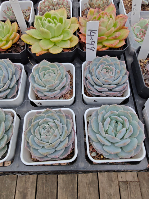 Echeveria 'Pink Diamond' 粉钻