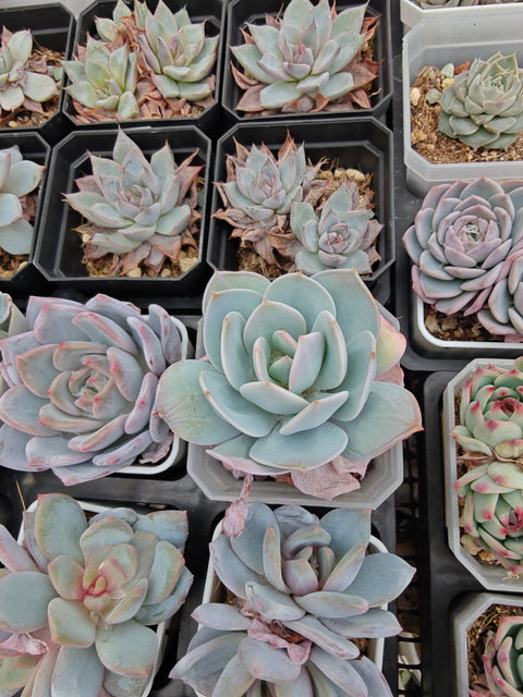 Echeveria 'White Tea' 白茶