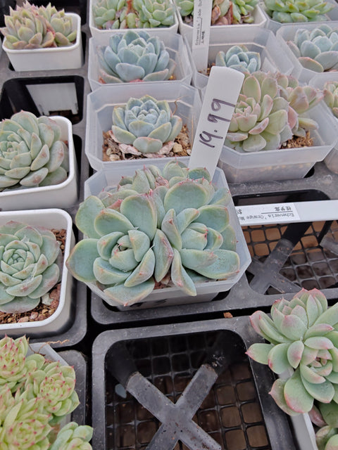 Echeveria Pretty in Pink 佳人