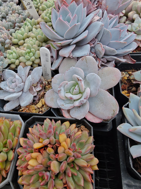 Echeveria laui 雪莲