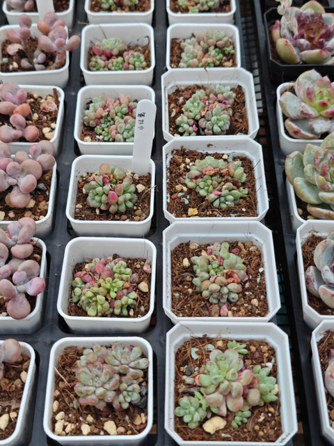 Echeveria Red Egg 小红蛋