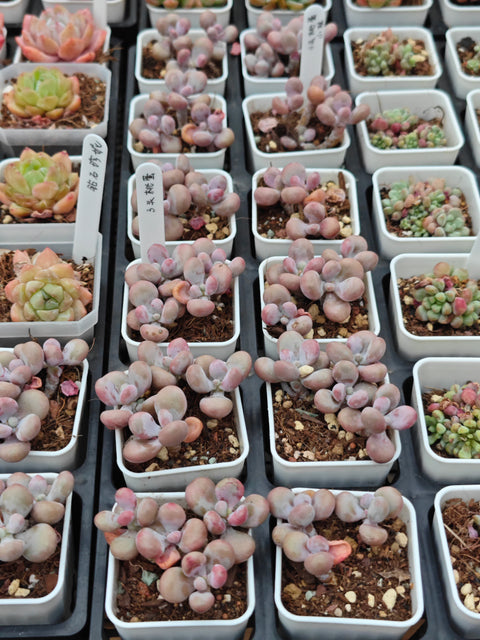 Graptopetalum Amethystinum 桃蛋