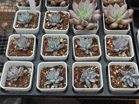 Echeveria unguiculata 魔爪