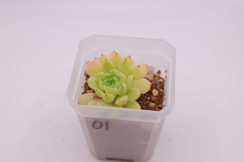 Echeveria 'Macadamia' 马卡蒂米亚