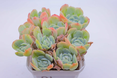 Echeveria 'Berry' 贝瑞