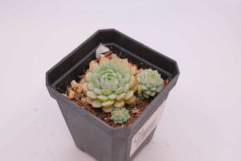 Echeveria 'Little Red Boat' 小红船