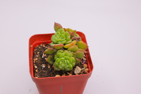 Echeveria 'Rolly' 蜡牡丹