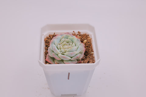 Echeveria 'Apparition' 冰魄