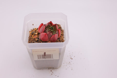 Echeveria 'Halloween' 万圣夜