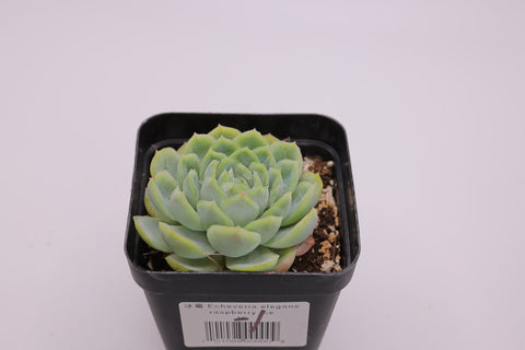 Echeveria elegans Raspberry ice 冰莓