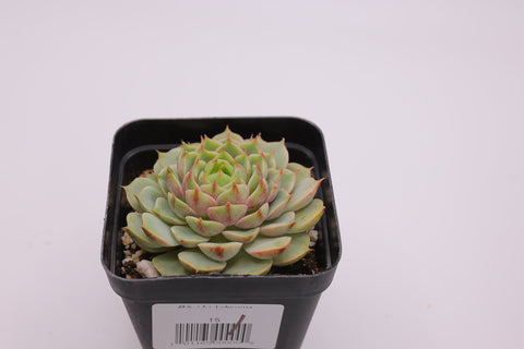Echeveria Derenbergii 静夜