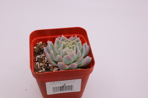 Echeveria lauii x lindsayana 芙蓉雪莲