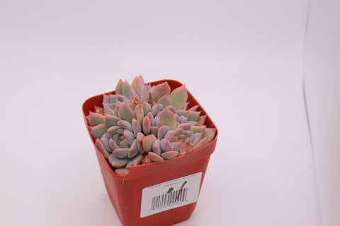 Assorted Echeveria Elegans 月影系杂