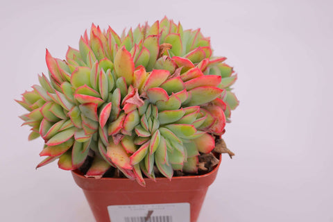 Echeveria 'Luella' 绮罗