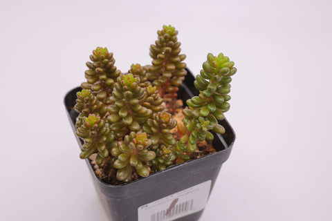 Sedum rubrotinctum 'Redberry' 红色浆果