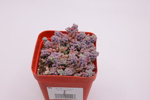 Sedum dasyphyllum 姬星美人