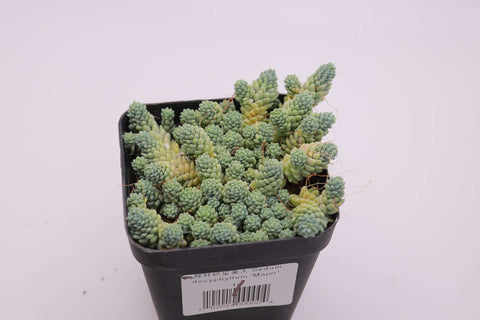 Sedum dasyphyllum 'Major' 旋叶姬星美人