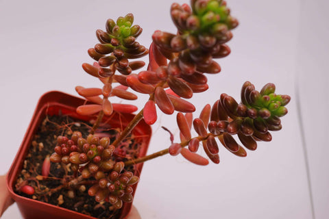 Sedum rubrotinctum 虹之玉