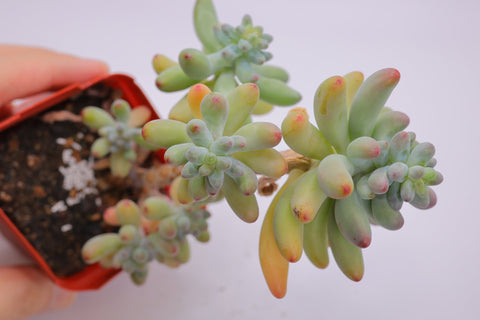 Sedum pachyphyllum thin blue form 乙女心